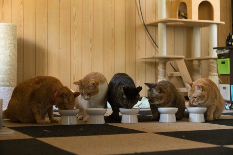 住まいるきゃっとの保護猫